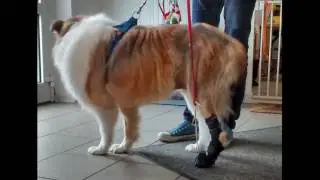 Sue bekommt ihre Orthesen