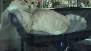 medago katten hangmand 2