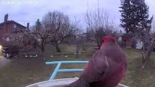 A Majestic Male Cardinal Captured by the Netvue Smart Bird Feeder!
