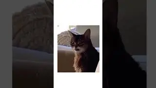 #template #funny #funnytemplates #meme #memes #memesdaily #shortvideo #shorts #short