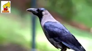 Sound of Crows    Sound Effect HQ = Animal Sound for Children