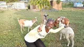 Not Really Normal Morning 😔/African Village life