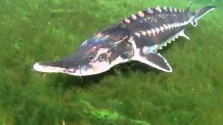 Sternhausen (Acipenser stellatus) KoiCompetence