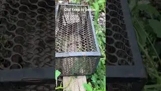 The old trap is better in catching the rat #rattrap #rat #trap