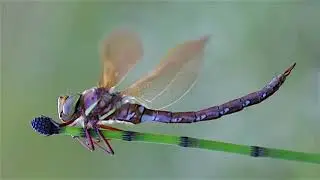Aeshna grandis - Żagnica wielka