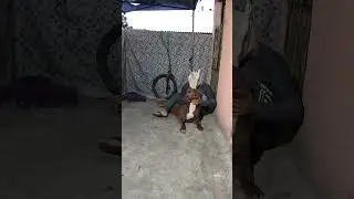 Power Dog #lekthebestkennel