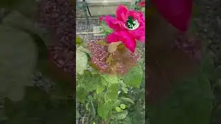 #новороссийск #рекомендации #garden #краснодарскийкрай #сад #gardening #life #природа