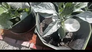 #Health and Wellness2023 The white powder is Surround WP Kaolin Organic Clay