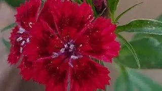 welcome to Shalini  plant lover is live!