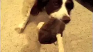 Stuffing Free Tough Dog Toys by MuttPuppet