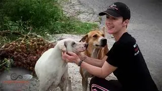 Project Street Dogs Thailand Foundation 
