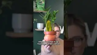How We Fixed This Root Bound Plant (ZZ Plant Repotting Tutorial)