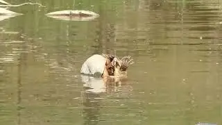 Snapping turtles mating
