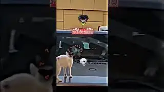 Cat vs car driver ☠️ #trolledit #trolllife #cat #trollface #memes #memelord