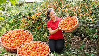 3 Days Harvesting Silverberry Goes To Market Sell - Caring the Cabbage Garden - Hanna Daily Life