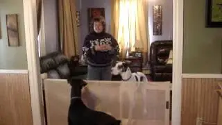 Retract-A-Gate: Retractable Safety Gate works great with LARGE dogs!