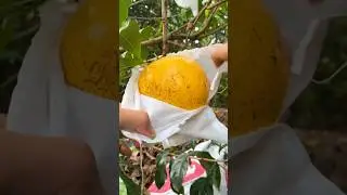 Big Fruit and Delicious, Abiu Fruit #fruit #shorts #reels #usa #abiu #delicious