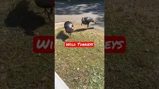 Hungry Wild Turkeys #shorts