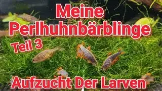 Meine Perlhuhnbärblinge Teil 3 !! Aufzucht Der Larven (Danio Margaritatus) !!