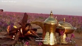 ربيع الجوف سكاكا عشب خزامى قحويان شيلة ورد طبيعة الشمال 1437 - 2016-