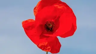 Remembrance Day at GMHBA Stadium