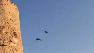 Amazing Green Parrot is Vegetarian Monk Parakeet