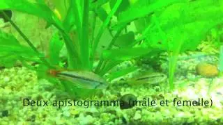 Aquarium - Juin 2010 - Apple TV.m4v