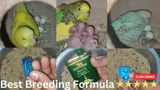 Breeding Formula For Budgies. Breeding Formula For LoveBirds. Best Breeding Formula. #views #birds .