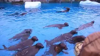 Chimelong Ocean Kingdom (Zhuhai, China)
