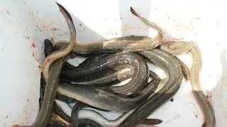 PESCA DE ENGUIAS COM  CORDA DE ANZÓIS  ISCO LAGOSTIM BARRAGEM DE BELVER