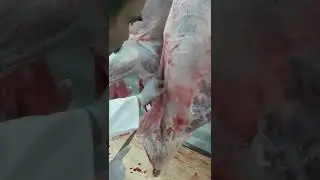 Carcass Inspection