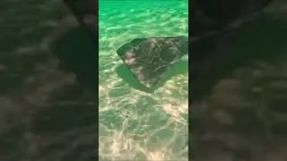Swimming with Stingray&rsquo;s 😳🤩 #youtubeshorts #shorts #adventure #travel #mexico #cozumel