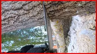 Battle with a Sticky Rotten Aspen Tree: Chainsaw vs. Nature's Grip