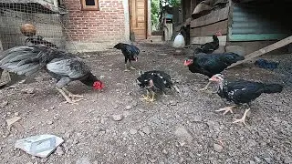 Perkembangan Ayam Di Luar Kandang Pemberian Pakan Beras Putih Di Sore Hari | Ayam Kampung