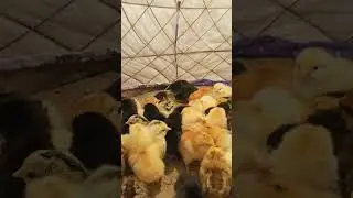 How to maintain temperature of small chicks in first 7 days serial number 250 #chicks #chosay