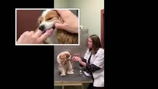 Dog Teeth Brushing Explained by Mt Pleasant SC Animal Hospital Veterinarian