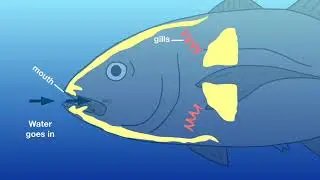 Let's find out: How do fish breathe underwater?