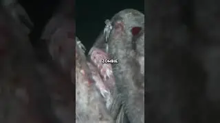 The Frill Shark Eats Prey in One Bite
