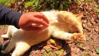 Mimi đang tận hưởng &aacute;nh nắng mặt trời v&agrave; m&aacute;t-xa #HealingCat #CatDiary
