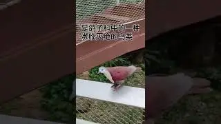 白领鸡鸠 Polynesian Ground Dove