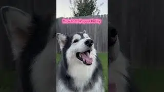 Some husky training tips from Loki 🐾🙃 #funny #comedy #doglife #lowkeyloki #fypシ #dogshorts #husky