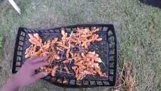 Turmeric production with Aquaponics