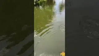 FISH FRENZY!!!