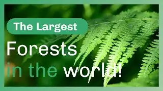 The Largest Forests in the World!