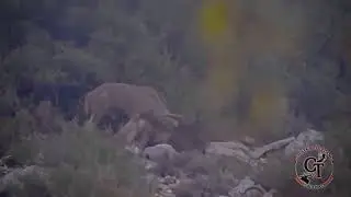 Espectacular rececho a un Arrui medallable con Cacer&iacute;as Cuesta&Toledano.