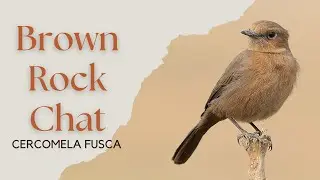 Brown Rock Chat - Cercomela fusca #Birds #BirdsOfIndia #NikonP950