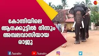 കോന്നി ആനക്കൂട്ടിൽ വളർന്ന ശിവരാജു | Thrikkadavoor Shivaraju |E4 Elephant