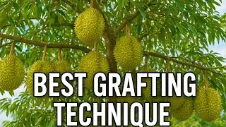 Durian Grafting is the BEST - How to grow durian premium tree