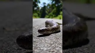 bhayankar Amazon jungle Anaconda shop #funny #nature #snake #lifeisbutadream #animemusic #animals