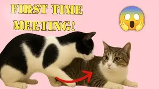 Male & Female Cats Meeting for the First Time | Cute Cat Behavior